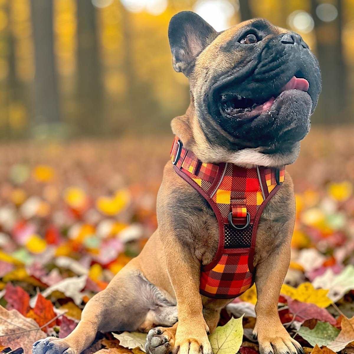 French bulldog in the Autumn Plaid No-Pull Harness